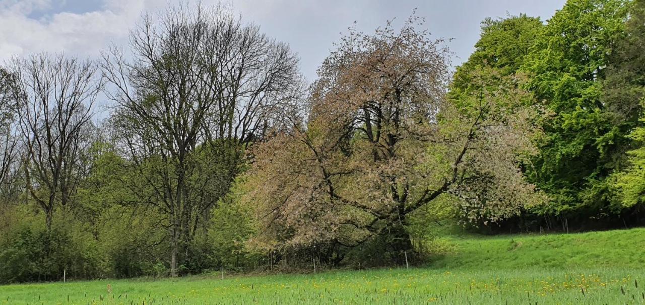 Zum Elleblick Leilighet Frauenstein  Eksteriør bilde